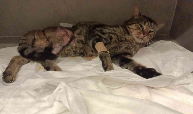 Hayvanseverler kazada yaralanan sokak kedisine umut oldu