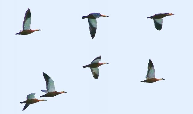 Hersek Lagünü su kuşlarını ağırlıyor