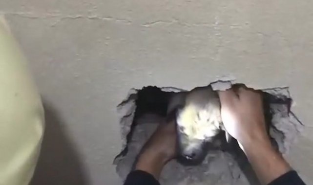 İki bina arasına sıkışan yavru köpeğe kurtarma operasyonu