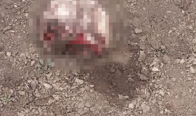 İran sınırında parçalanmış ceset bulundu