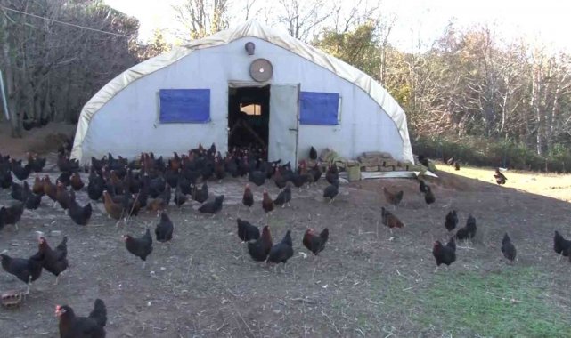 İstanbul'un göbeği Beykoz'da, gezen tavuk çiftliği