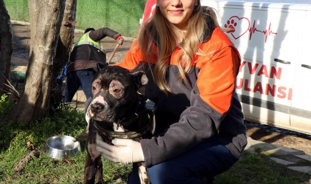 İtfaiyenin alevlerden kurtardığı köpek hayata tutundu