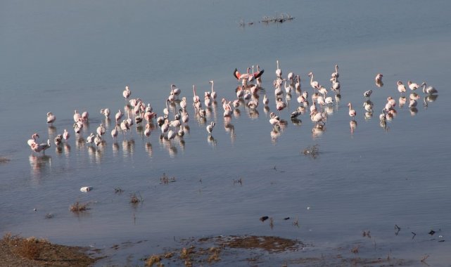 İvriz Baraj Gölü flamingoları ağırlıyor