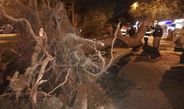 İzmir&#039;de fırtına: Ağaçlar ve elektrik direkleri devrildi