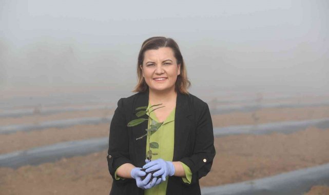 İzmit Belediyesi çiftçiye aronya fidanı dağıtacak