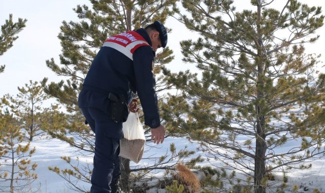 Jandarma ekipleri yabani hayvanları unutmadı