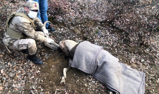 Jandarma ekipleri, yaralı dağ keçisi için seferber oldu