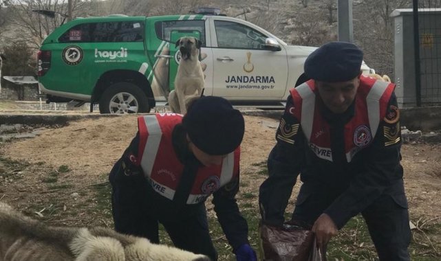 Jandarma sokak hayvanlarını unutmadı