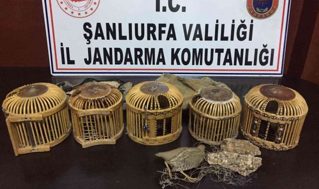 Jandarmadan keklik avcılarına suçüstü