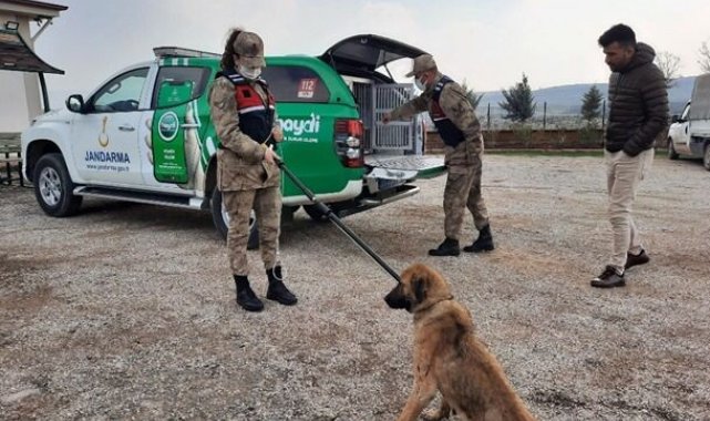 Jandarmadan sahipsiz köpeklere özel ilgi