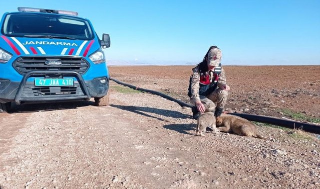 Jandarmadan soğukta kalan sokak hayvanlarına mama desteği