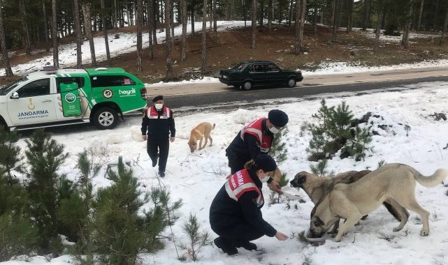 Jandarmadan sokak hayvanlarına mama desteği