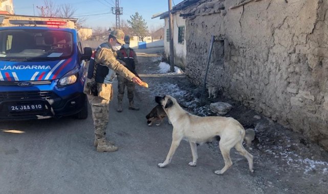 Jandarmadan sokak hayvanlarına mama ve su desteği