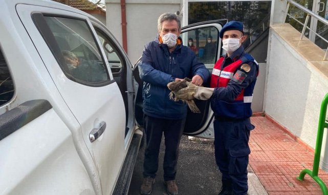 Jandarmanın yaralı bulduğu şahin tedavi altına alındı
