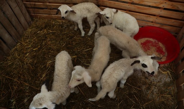 Kadın üreticilere sağlanan küçükbaş hayvan desteği meyvelerini vermeye başladı