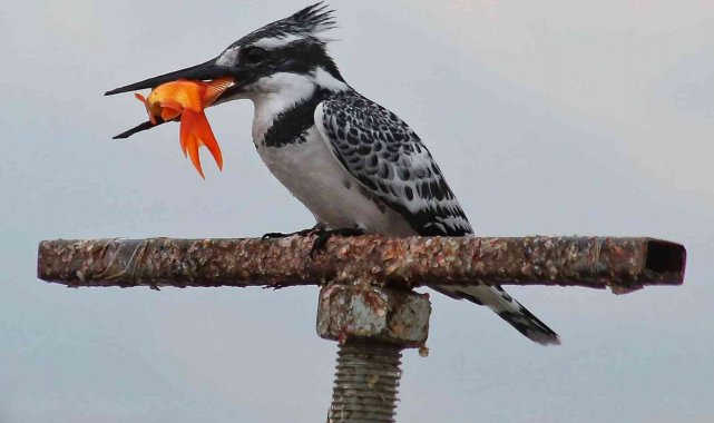 Kahramanmaraş'ta ilk kez yalıçapkını görüntülendi