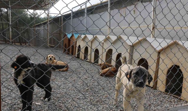 Kahramanmaraş'ta sokak hayvanları için 2 milyon liralık yatırım