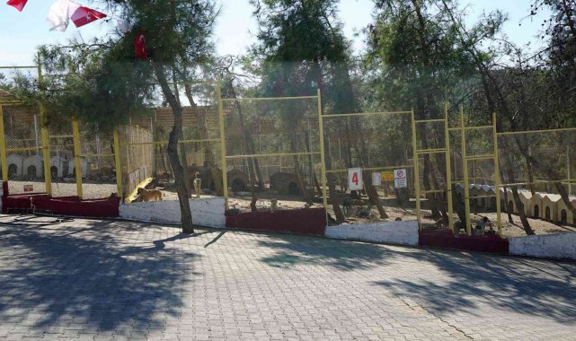 Kahramanmaraş'ta sokak hayvanları toplanıyor