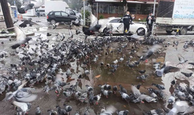 Kar nedeniyle aç kalan güvercinlerin yardımına polis ekipler koştu
