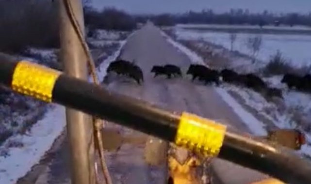 Kar temizleme çalışması yapan greyderi gören domuz sürüsünün kaçış anı kamerada