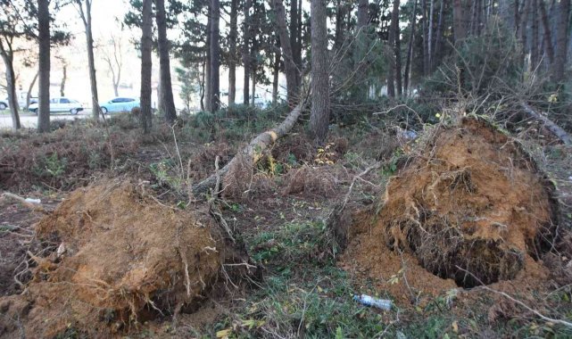 Kar yağışına dayanamayan ağaçlar devrildi