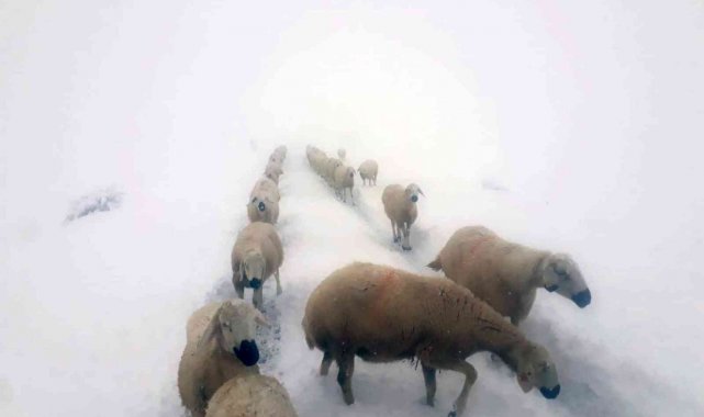Kara yakalanan çobanların sürüleri ile göçü böyle görüntülendi