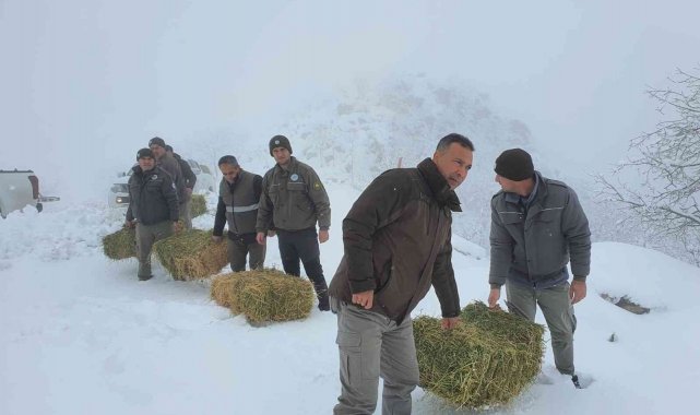 Karaman'da yaban hayvanlarına yem desteği