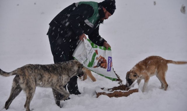 Karatay Belediyesi sokak hayvanlarını unutmadı