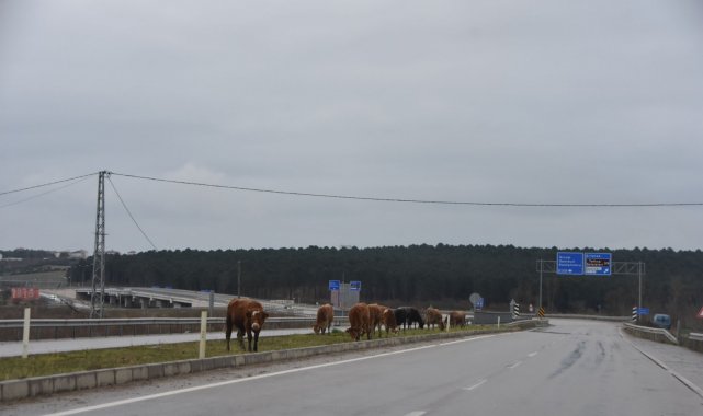 Karayolundaki büyükbaş hayvanlar tehlike saçıyor