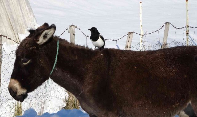 Karda aç kalan saksağan, eşeklerin başına bela oldu