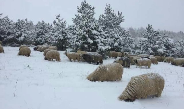 Karda yayılan koyunlar ilginç görüntüler oluşturdu