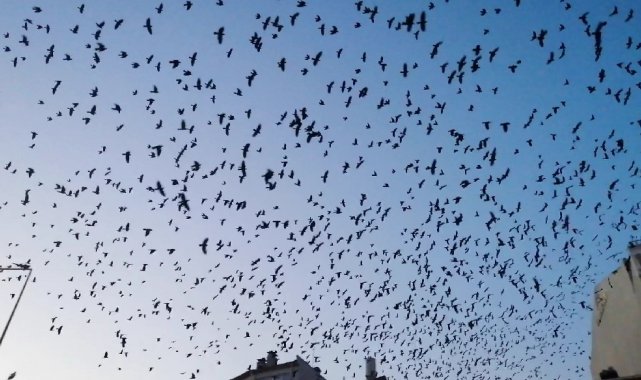 Kargaların görsel şöleni