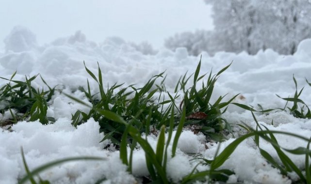 Karın altındaki çimlenme çiftçiye umut oldu