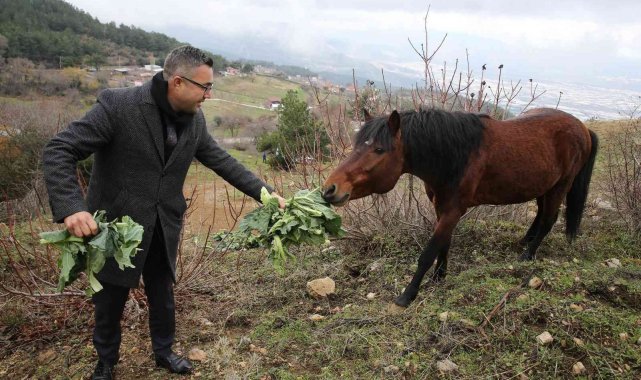 Karla kaplanan Spil'deki yılkı atlarına şefkat eli