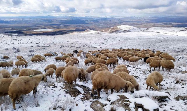 Karla kaplı merada otlanan koyunlar ilginç görüntüler oluşturdu