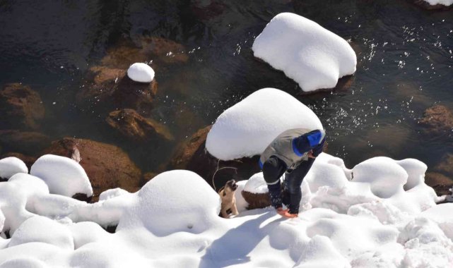 Karla kaplı yaylada ölmek üzere olan köpeği Dicle Elektrik ekipleri ve gazeteciler kurtardı