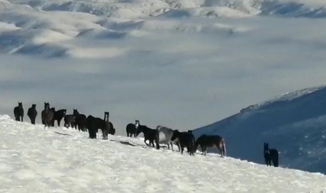 Karla mücadele ekiplerine yılkı atı sürprizi