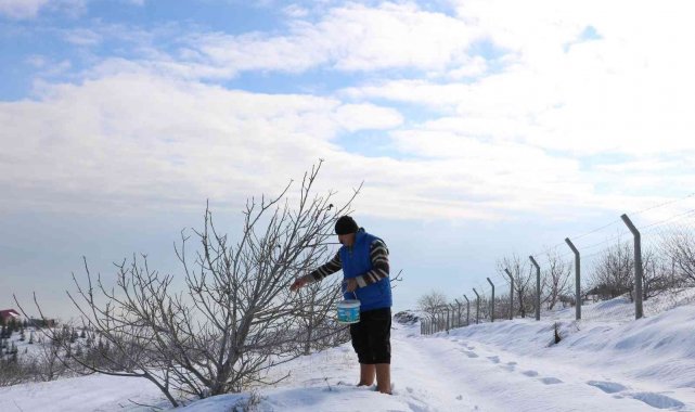 Karlı dağdaki yaban hayvanlarına yem