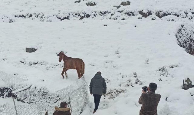 Karlıova&#039;da ayağı kırık at tedavi altına alındı