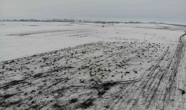 Kars'ta göçerlerin kar üzerinde zorlu yolculuğu
