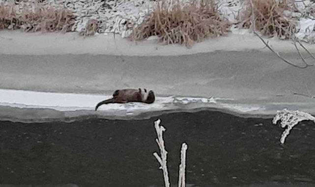 Kars'ta su samuru kamerada