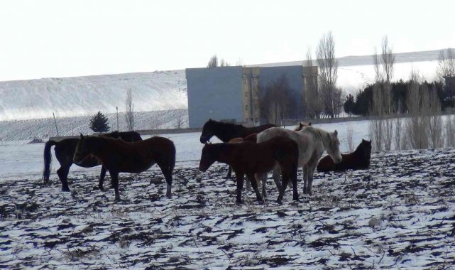Kars'ta yılkı atları soğukla mücadele ediyor