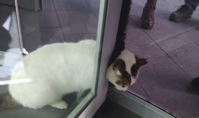 Kartal&#039;da döner kapıya sıkışan kediyi kurtarma operasyonu