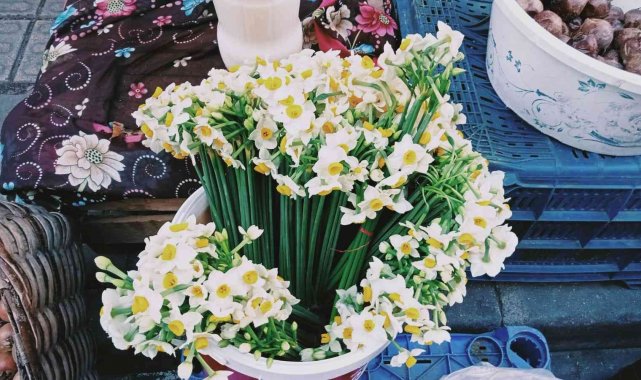 Kastamonu'da nergis gelir kapısı oldu