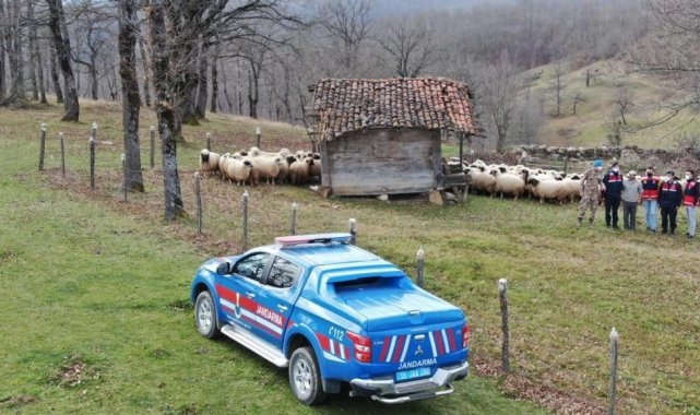 Kaybolan 130 küçükbaş hayvanı jandarma buldu