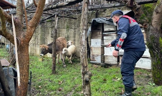Kaybolan hayvanları jandarma ormanlık alanda buldu