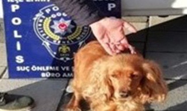 Kaybolan köpeği için polisten yardım istedi