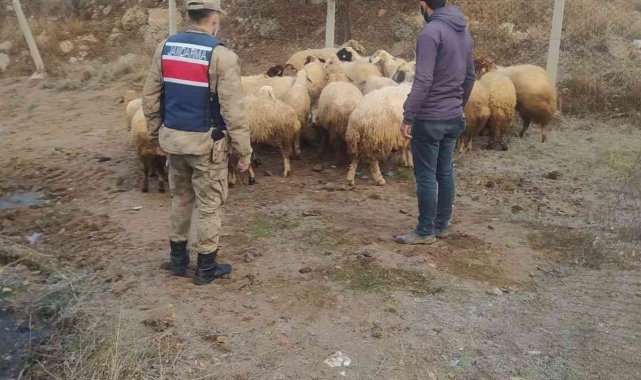 Kayıp 31 koyunu jandarma buldu