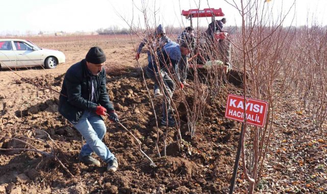Kayısı fiyatları yükseldi fideye talep arttı