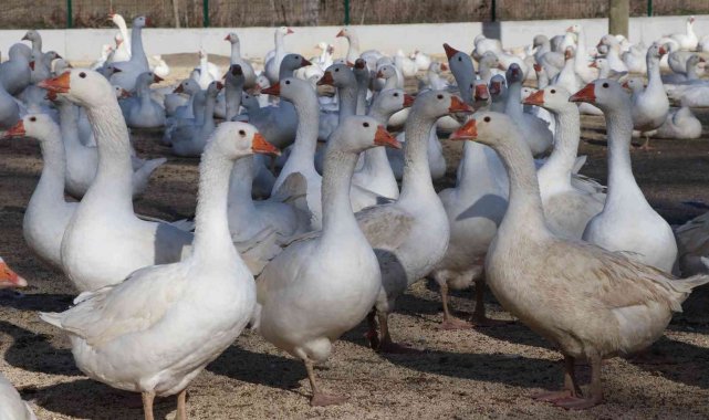 Kaz yetiştiriciliği ile üretim sağlanarak şehirlere göç engellenecek